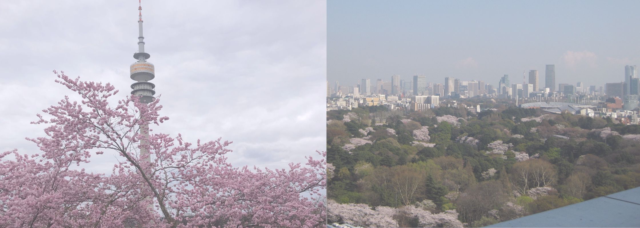 Munich Olympia Tower with cherry blossom and Tokyo landscape in spring - banner for business development consulting bridging Europe and Japan